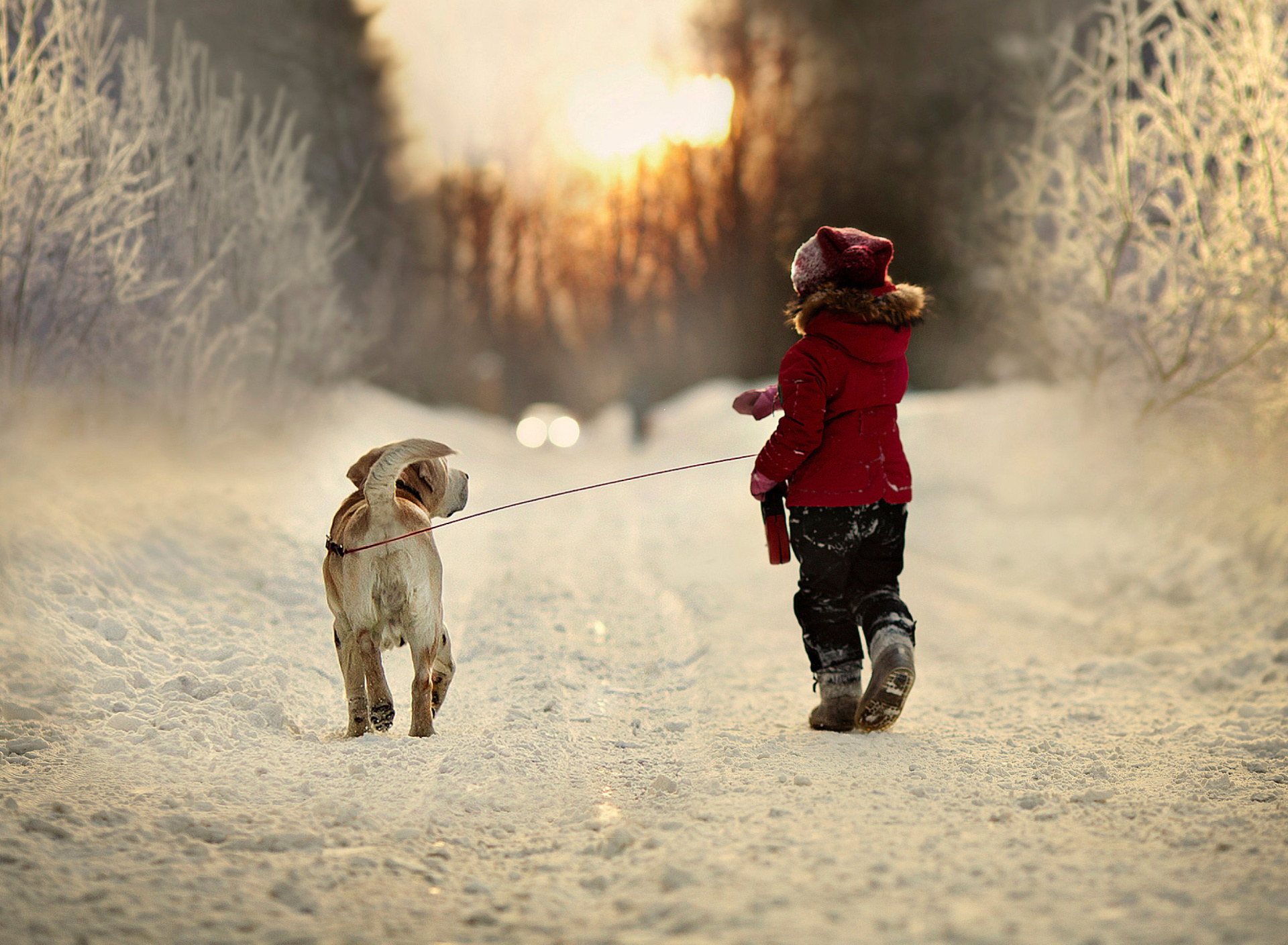 Обои Winter Walking with Dog 1920x1408