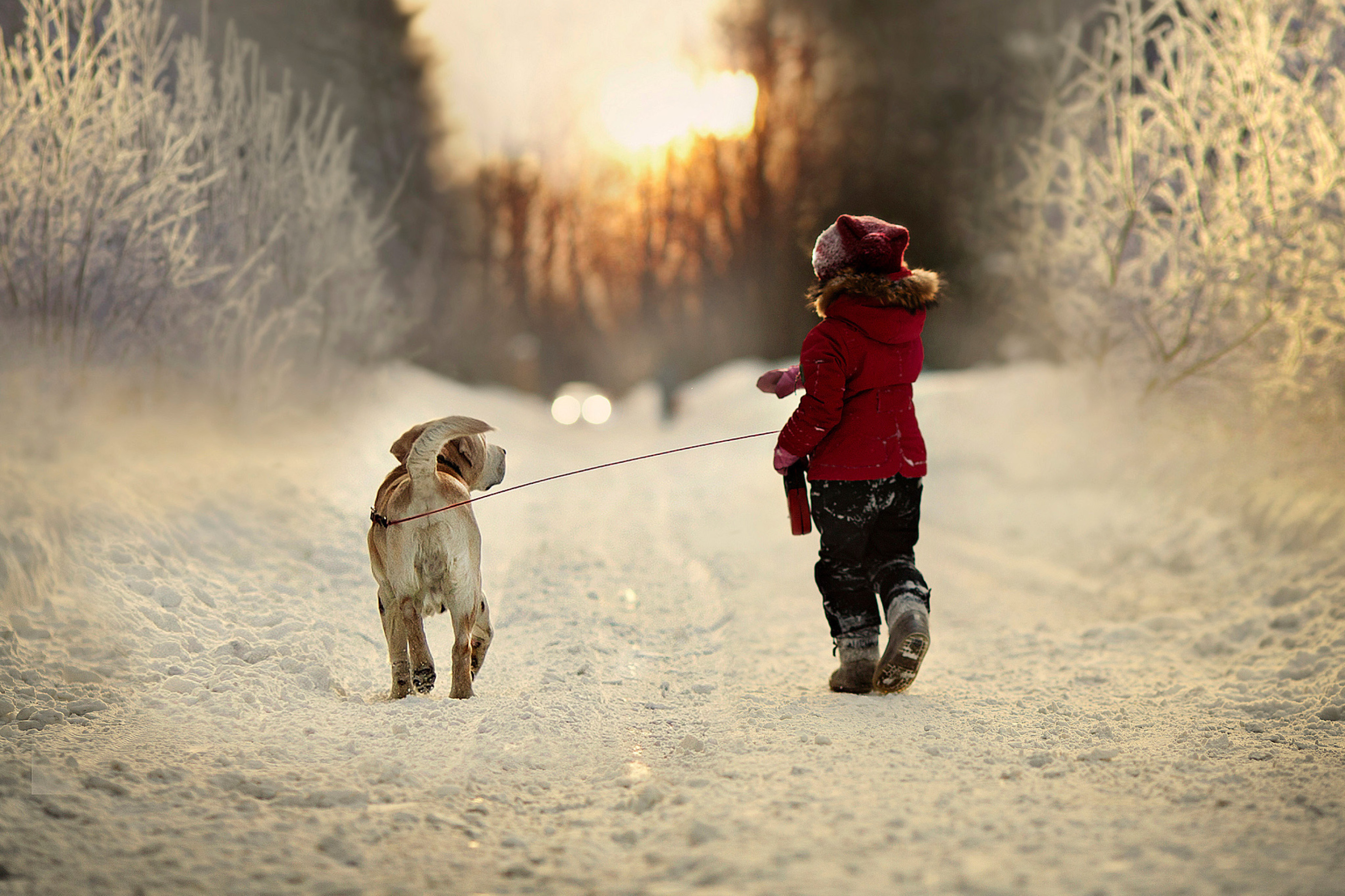 Das Winter Walking with Dog Wallpaper 2880x1920