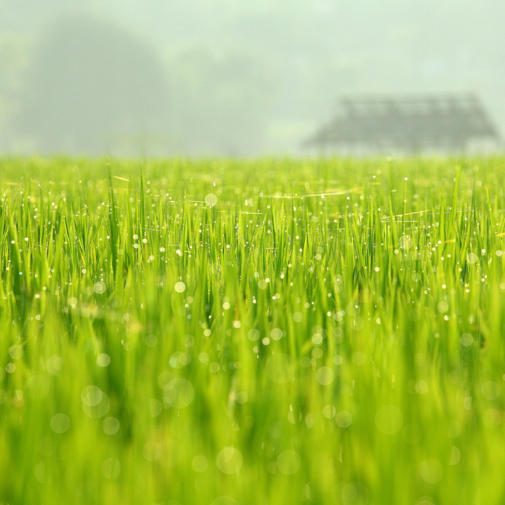 Bokeh Green Grass screenshot #1 1024x1024