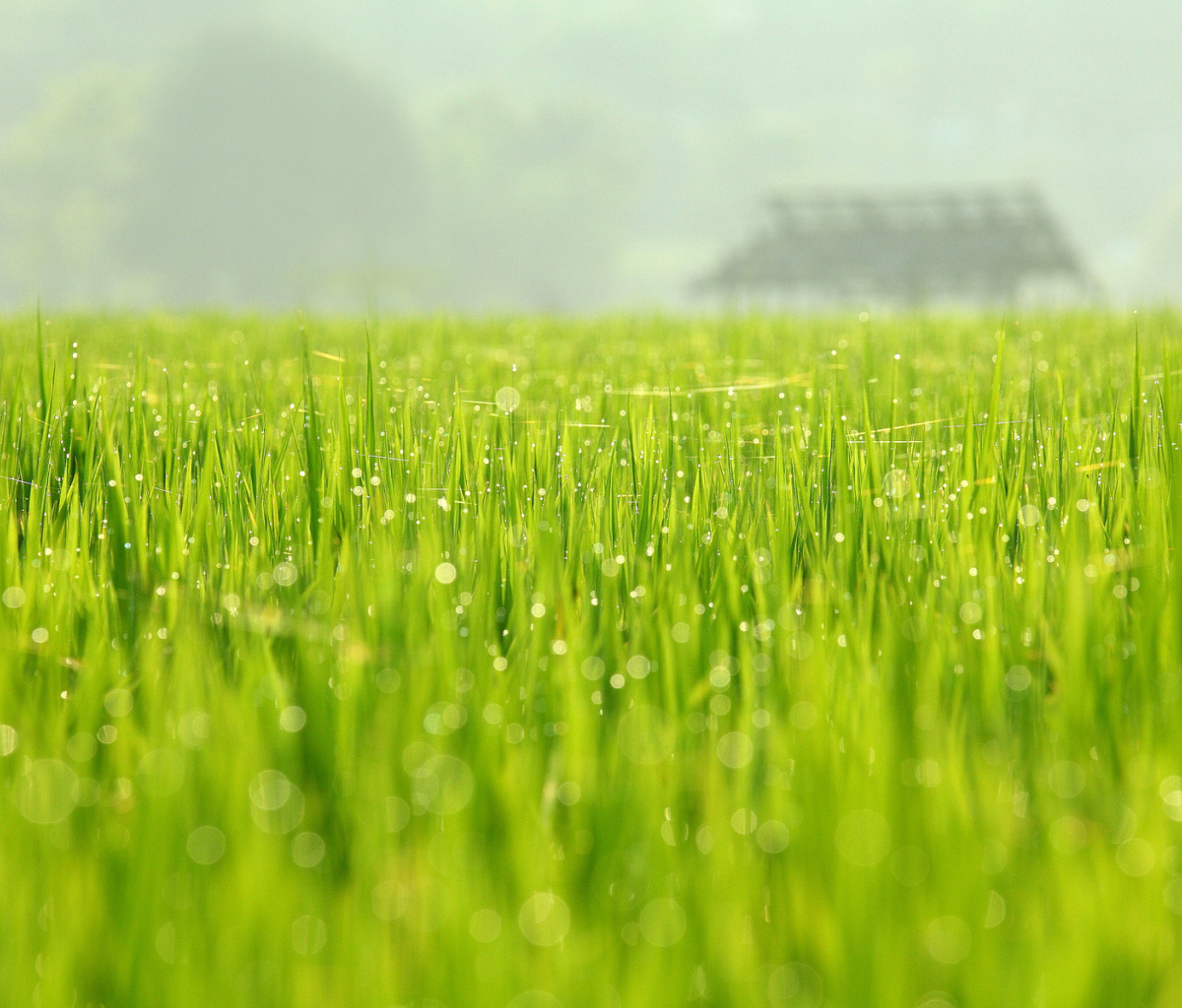 Bokeh Green Grass screenshot #1 1200x1024