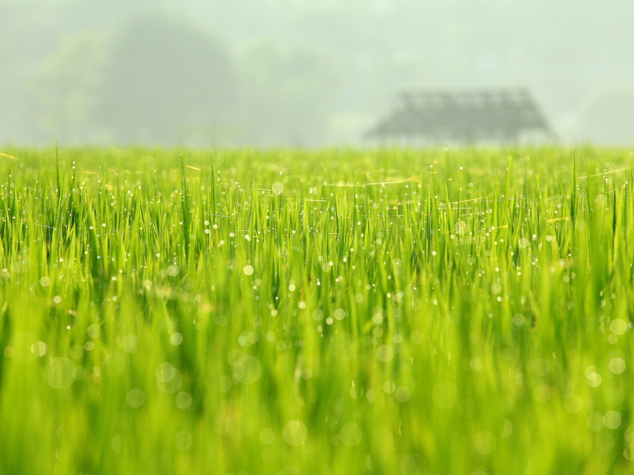 Bokeh Green Grass screenshot #1 1280x960