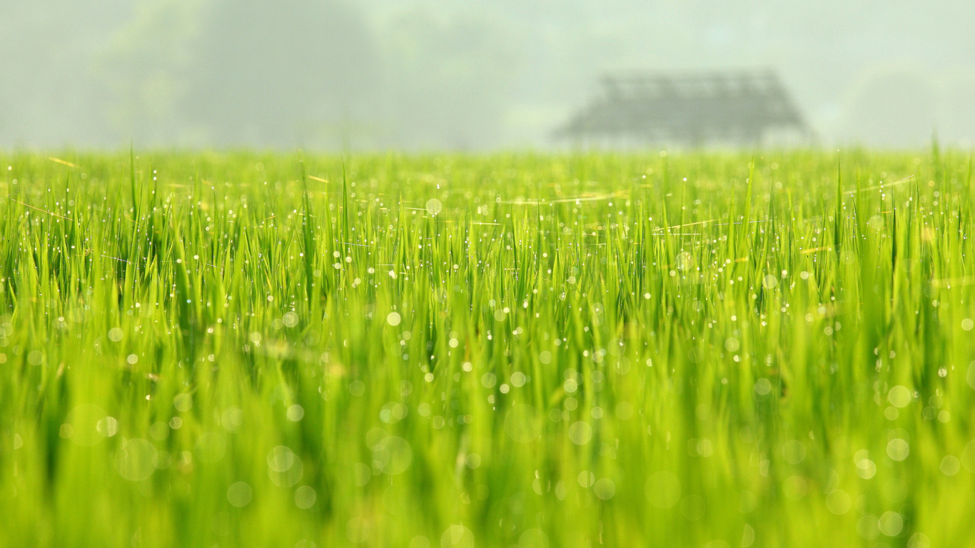 Bokeh Green Grass screenshot #1 1366x768