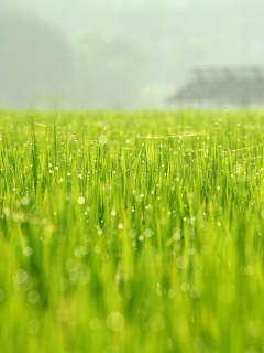Das Bokeh Green Grass Wallpaper 240x320