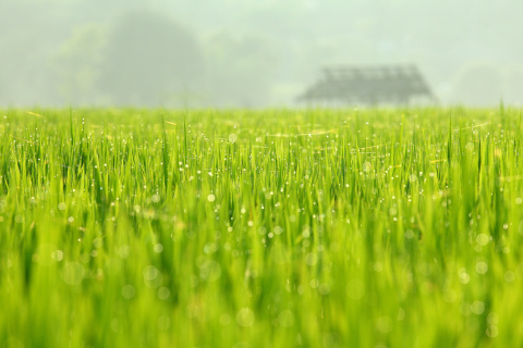 Bokeh Green Grass screenshot #1 480x320