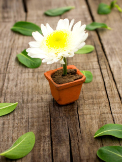 How to grow Daisies wallpaper 240x320