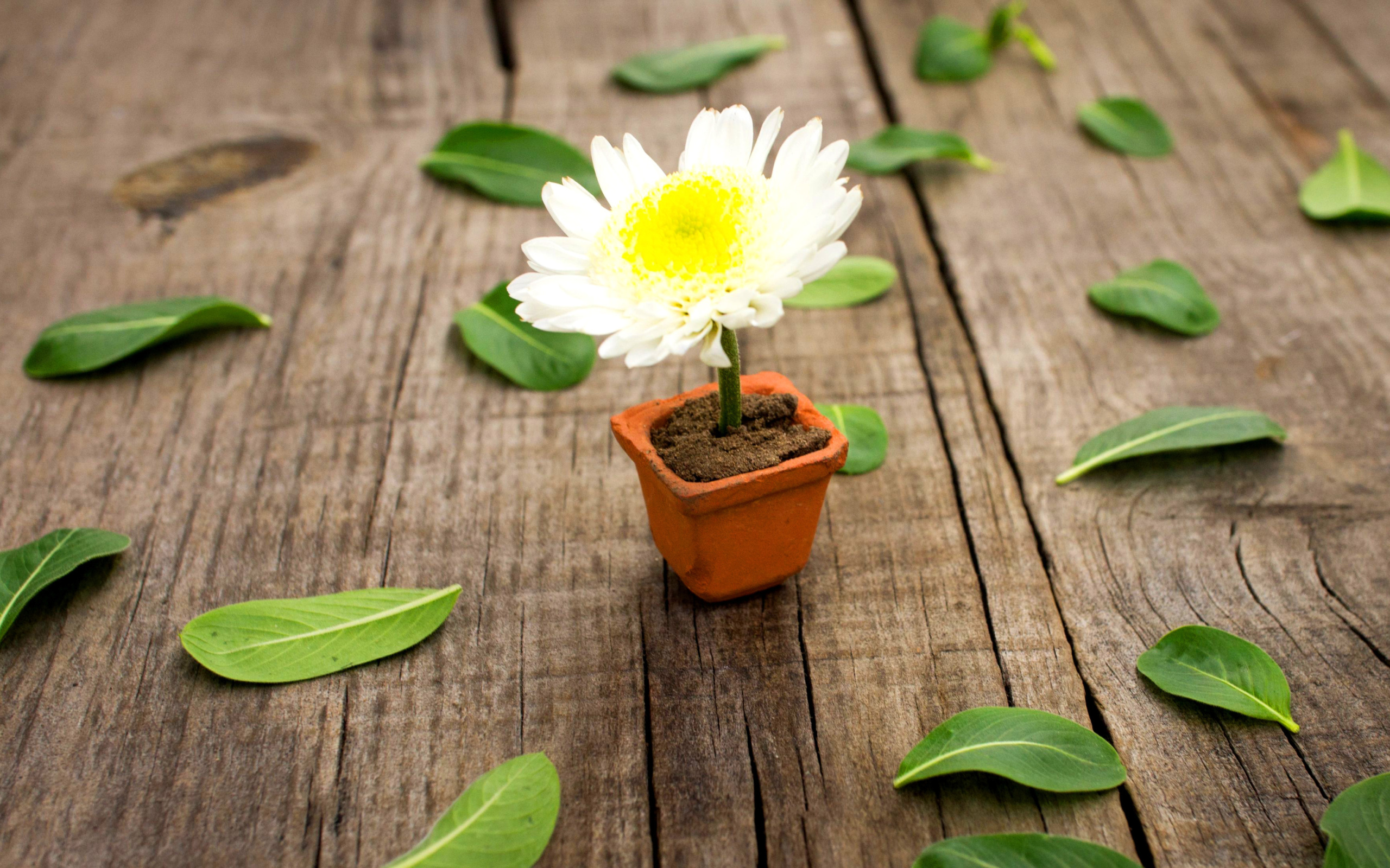 How to grow Daisies wallpaper 2560x1600