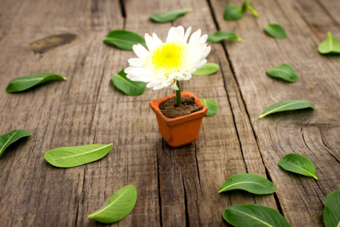 How to grow Daisies wallpaper 480x320
