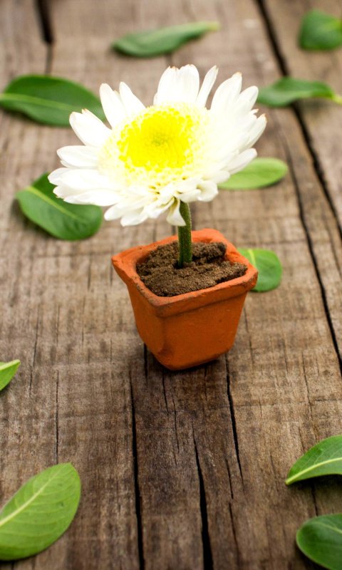 How to grow Daisies wallpaper 480x800