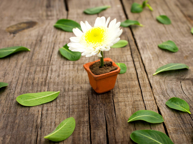 How to grow Daisies wallpaper 640x480