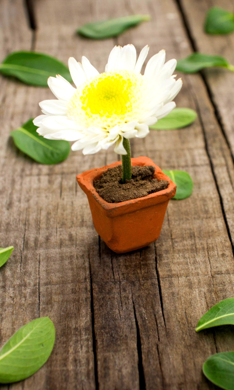 Das How to grow Daisies Wallpaper 768x1280