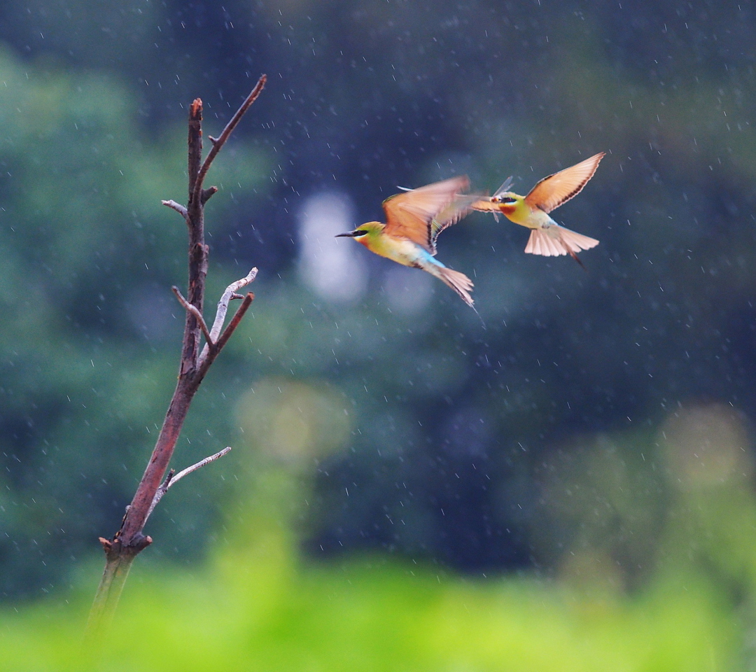 Sfondi European Bee-eater 1080x960