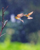 Обои European Bee-eater 128x160