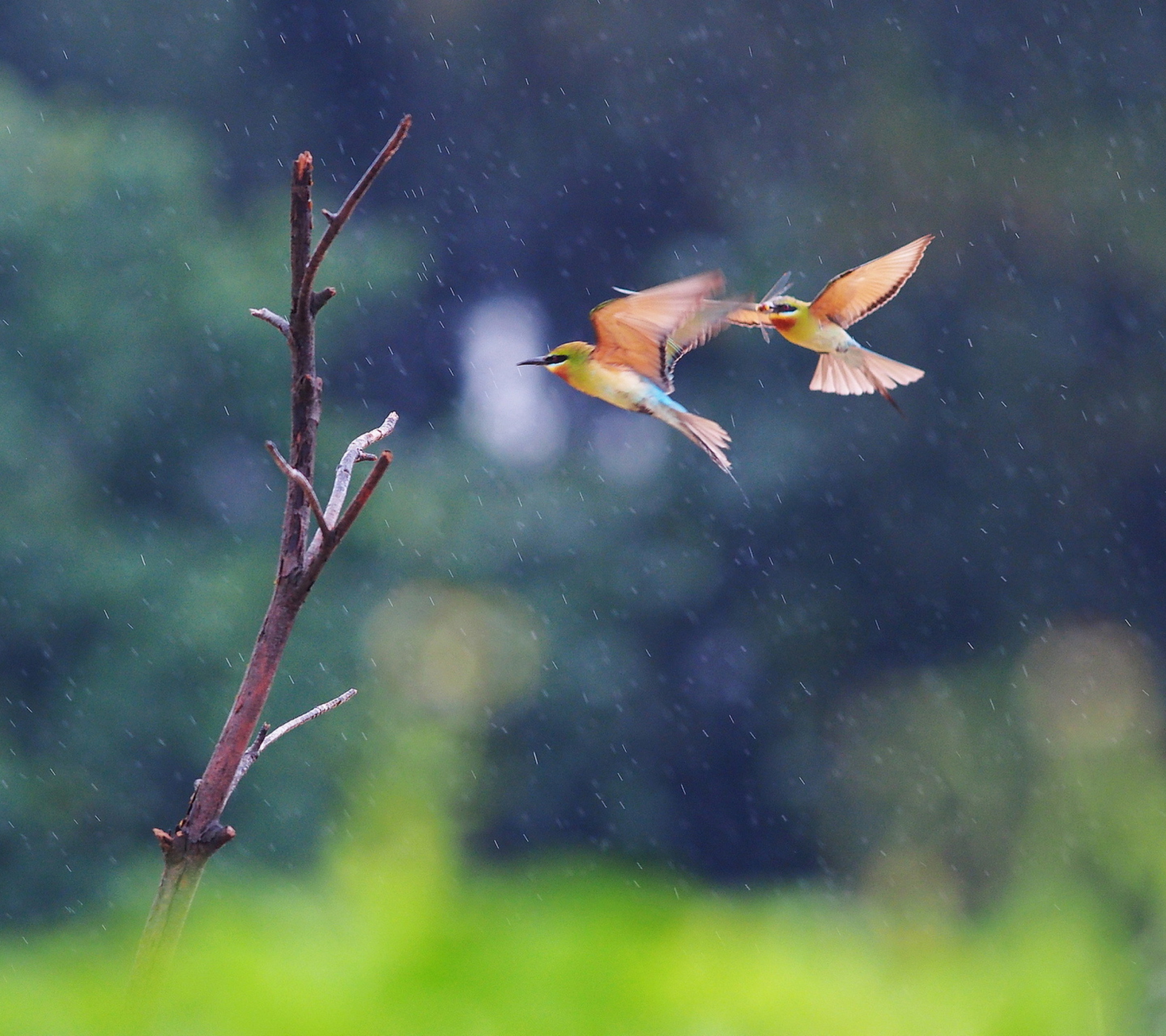European Bee-eater screenshot #1 1440x1280