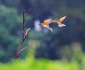 Fondo de pantalla European Bee-eater 176x144
