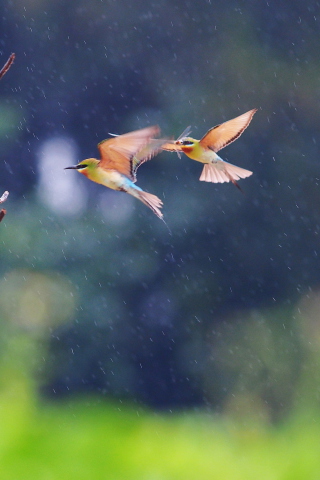 European Bee-eater wallpaper 320x480