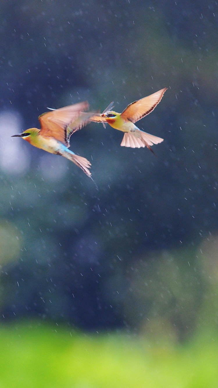 European Bee-eater wallpaper 750x1334