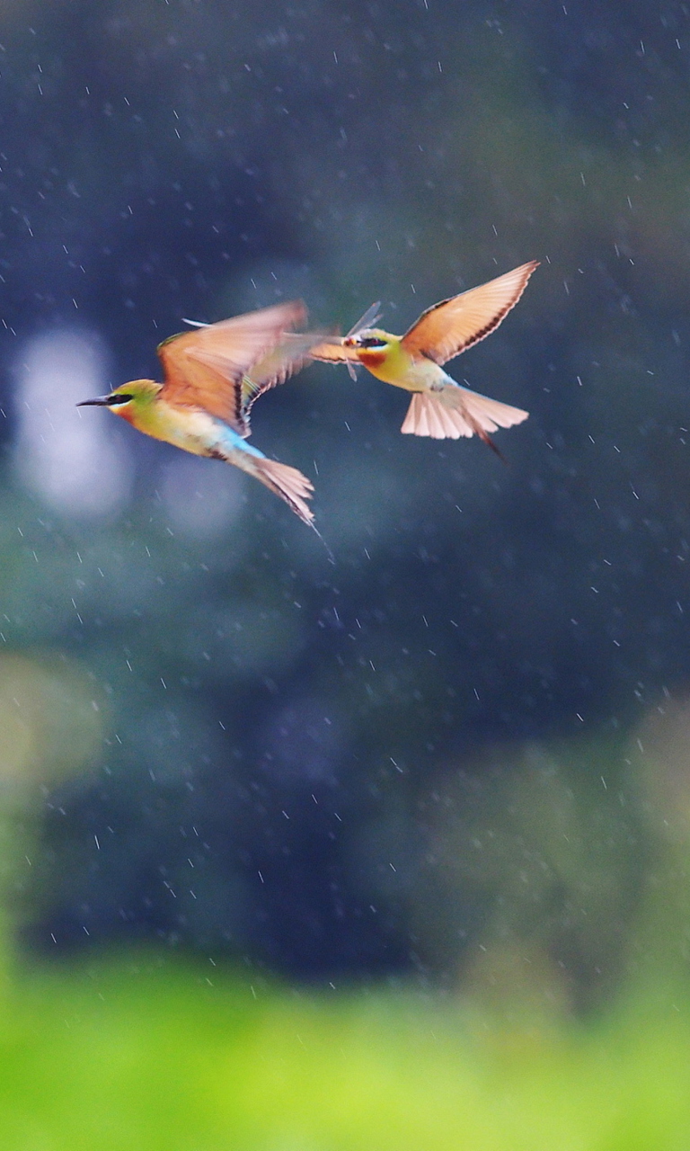 Fondo de pantalla European Bee-eater 768x1280