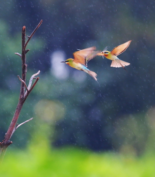 European Bee-eater papel de parede para celular para 640x960