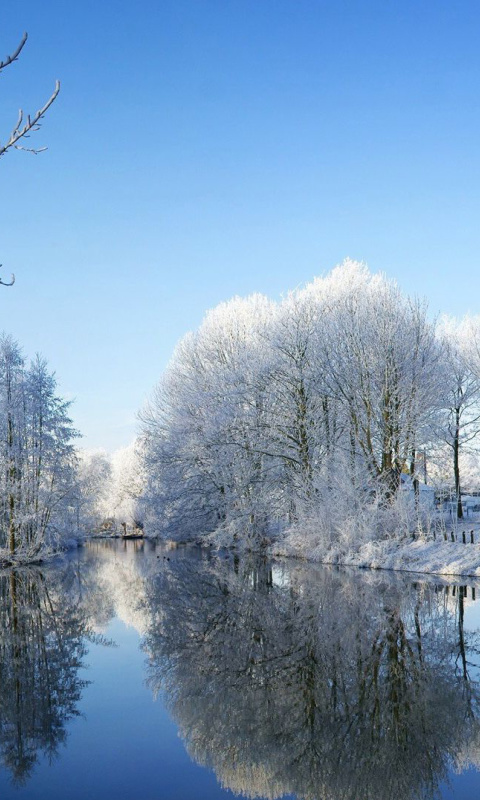 Sfondi Snowy Forest 480x800