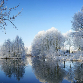 Snowy Forest - Obrázkek zdarma pro 128x128
