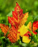 Das First Red Autumn Leaf Wallpaper 128x160