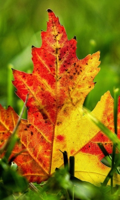 First Red Autumn Leaf screenshot #1 240x400