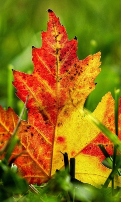 Das First Red Autumn Leaf Wallpaper 240x400