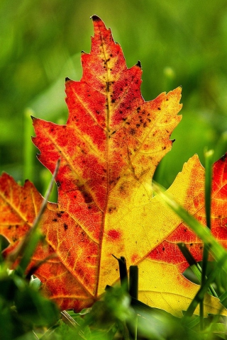 First Red Autumn Leaf screenshot #1 320x480
