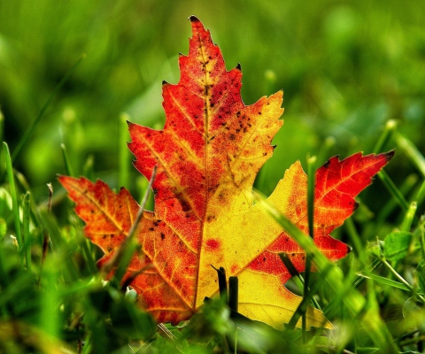 First Red Autumn Leaf screenshot #1 480x400