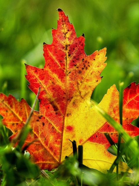 First Red Autumn Leaf screenshot #1 480x640