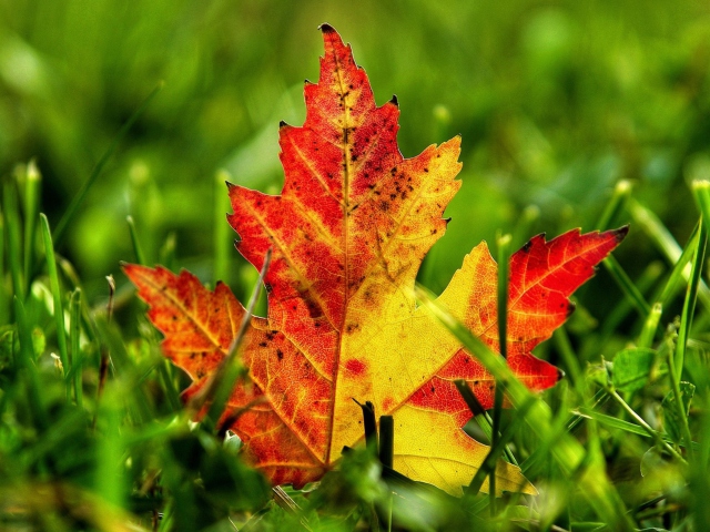 Fondo de pantalla First Red Autumn Leaf 640x480