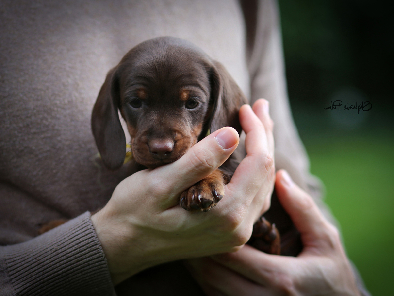 Das Dachshund Puppy Wallpaper 1600x1200