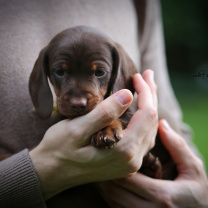 Обои Dachshund Puppy 208x208