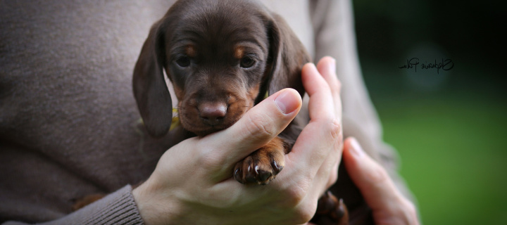 Dachshund Puppy wallpaper 720x320