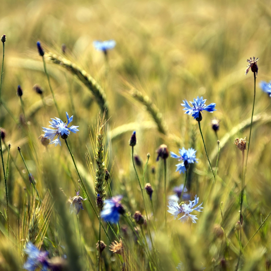 Sfondi Blue Summer Field Flowers 1024x1024