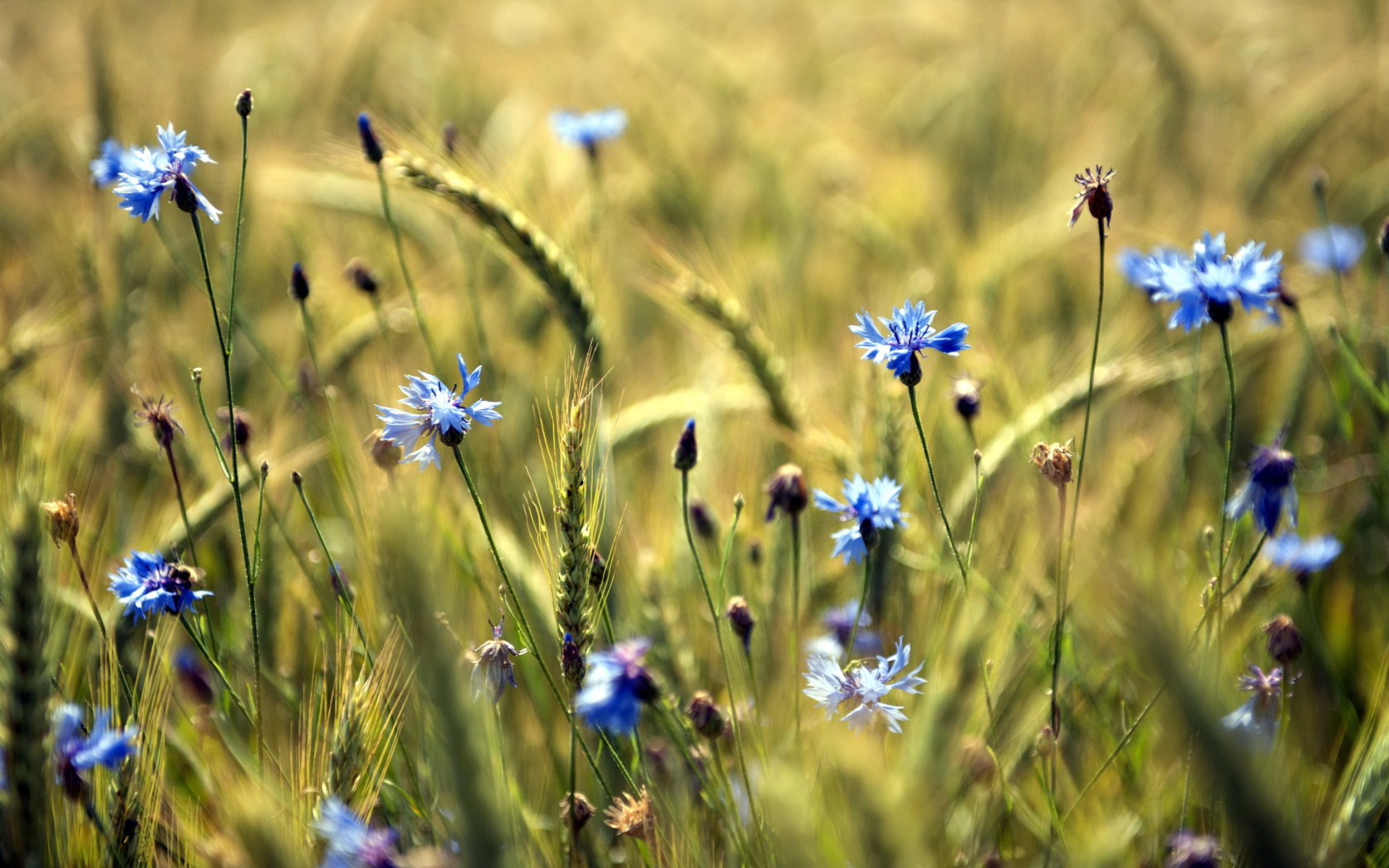 Screenshot №1 pro téma Blue Summer Field Flowers 1680x1050