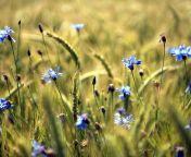 Sfondi Blue Summer Field Flowers 176x144