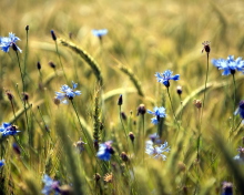 Sfondi Blue Summer Field Flowers 220x176