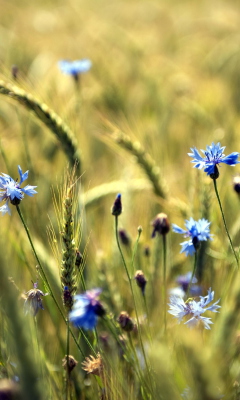 Blue Summer Field Flowers wallpaper 240x400