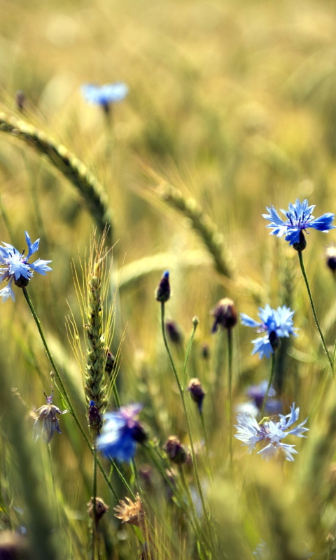 Blue Summer Field Flowers screenshot #1 480x800
