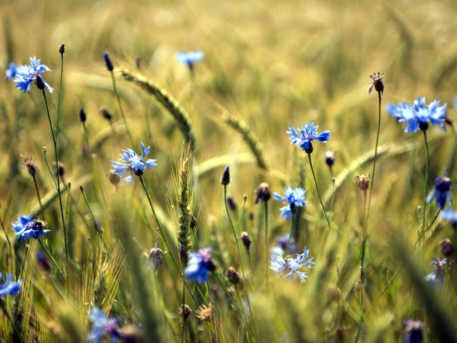 Blue Summer Field Flowers wallpaper 640x480