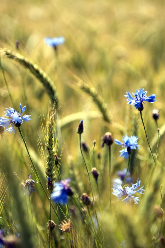 Das Blue Summer Field Flowers Wallpaper 640x960