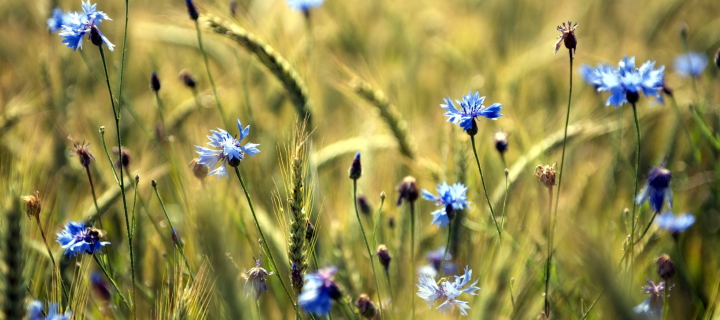 Fondo de pantalla Blue Summer Field Flowers 720x320