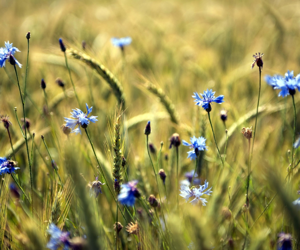 Das Blue Summer Field Flowers Wallpaper 960x800