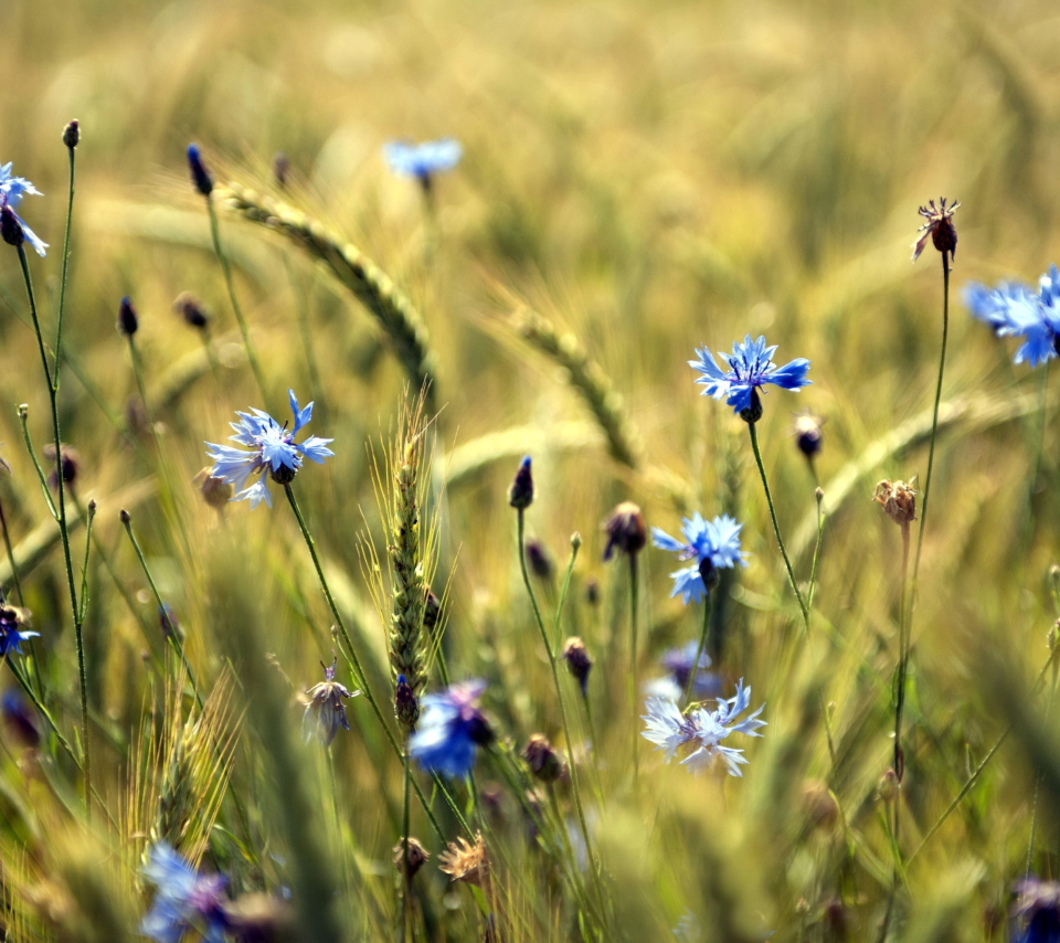 Das Blue Summer Field Flowers Wallpaper 960x854