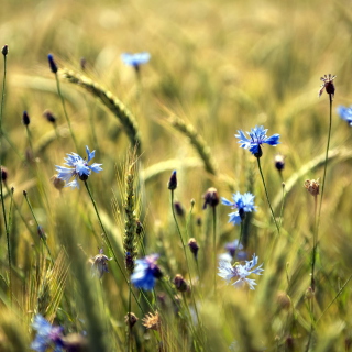 Kostenloses Blue Summer Field Flowers Wallpaper für 208x208