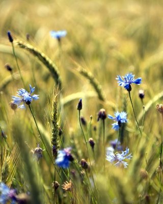 Blue Summer Field Flowers Background for iPhone 4