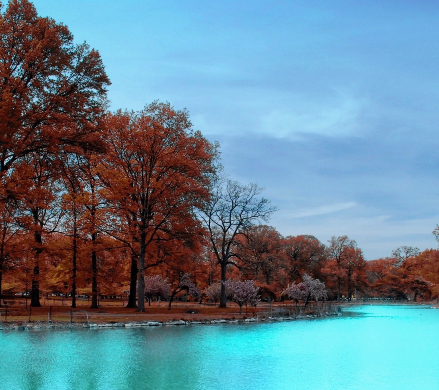 Teal Water And Orange Trees wallpaper 1440x1280