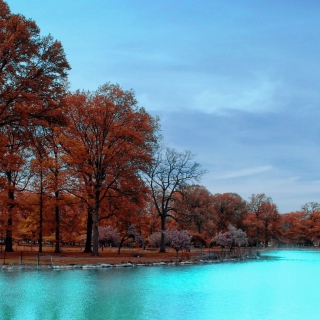 Teal Water And Orange Trees - Obrázkek zdarma pro 128x128