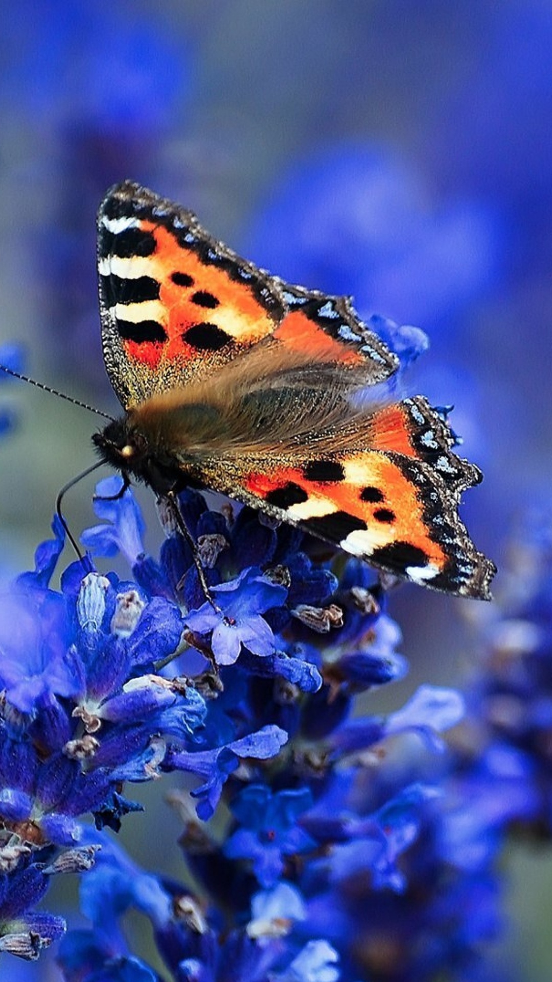 Small tortoiseshell wallpaper 1080x1920